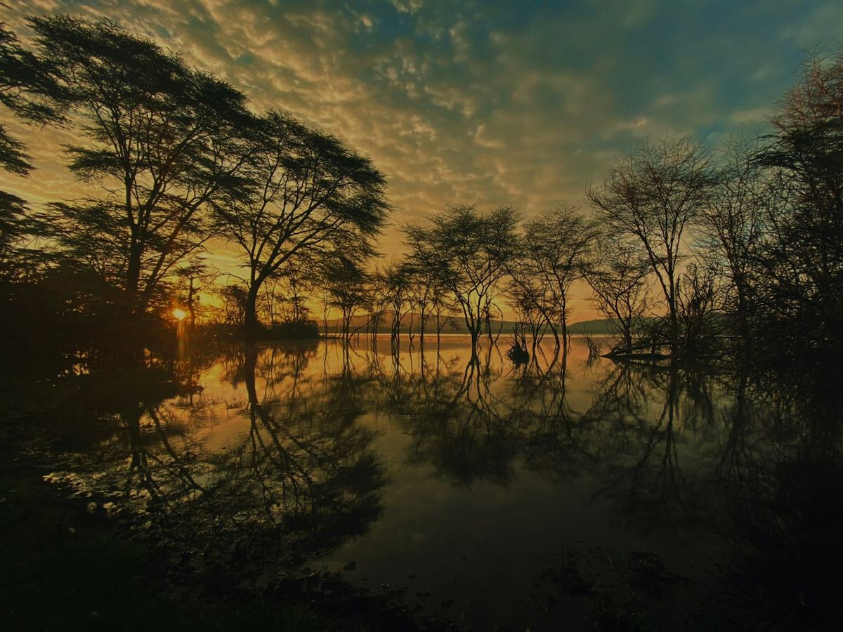 Golden sunrise reflected in a still lake framed by acacia trees
