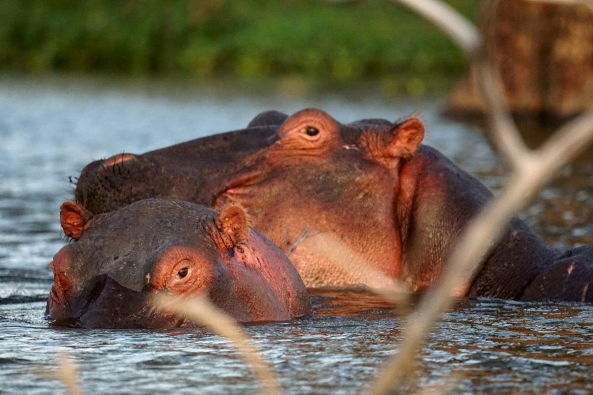 Two hippos surfacing in calm water