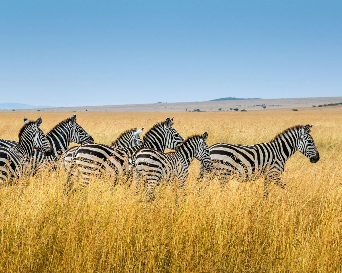 A line of zebra walking through golden grass