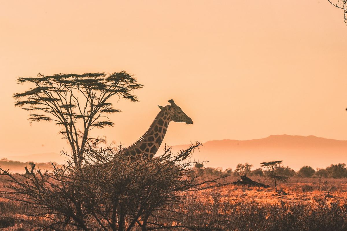 Giraffe beside an acacia tree at golden hour