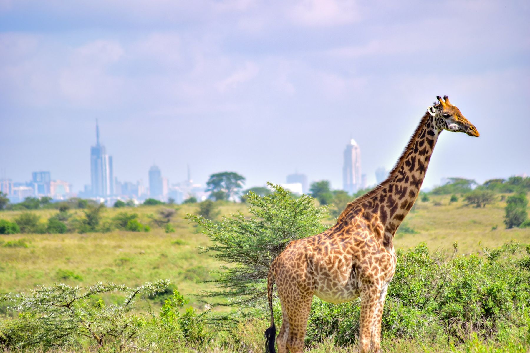 A giraffe in Nairobi National Park with the city skyline behind it
